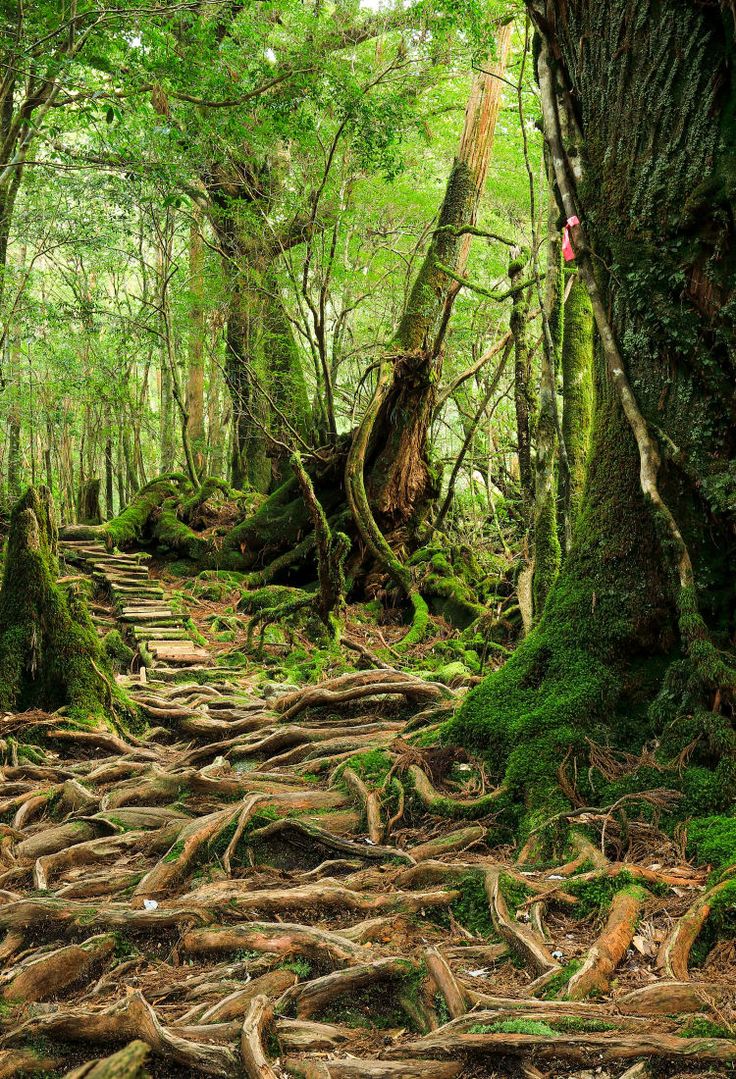 a path in the middle of a forest with lots of trees and roots on it