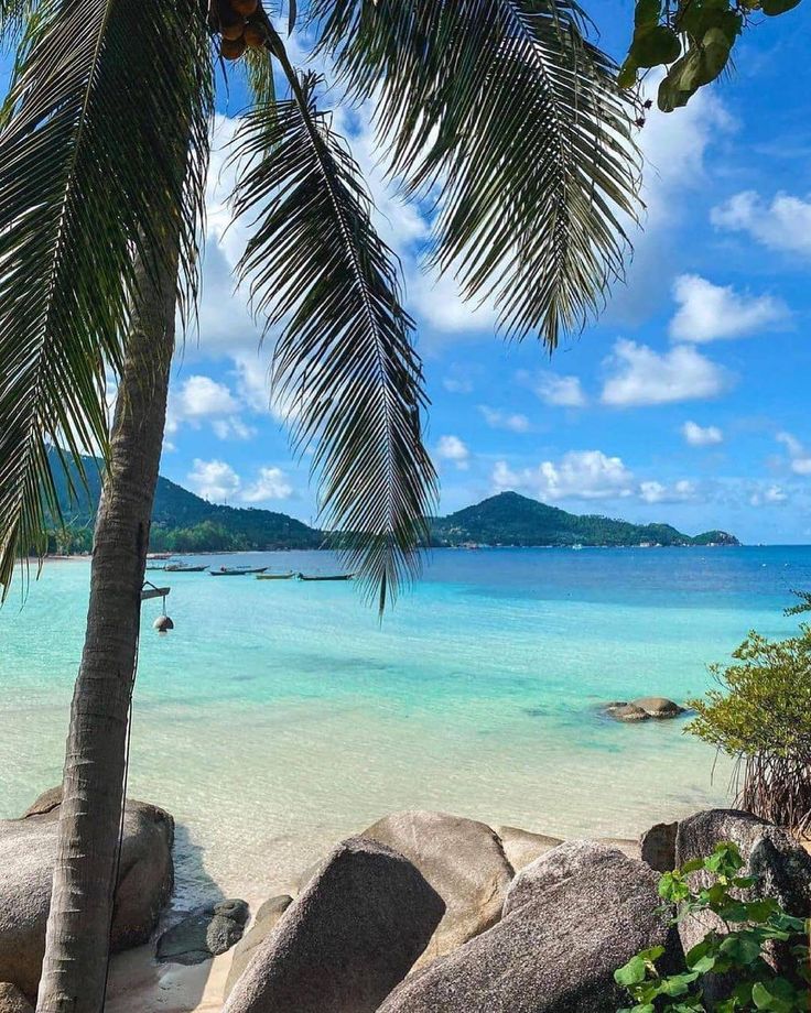 a palm tree sitting on top of a beach next to the ocean with rocks in front of it