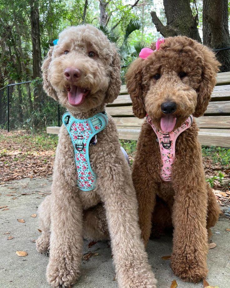 two brown poodles sitting next to each other on a park bench