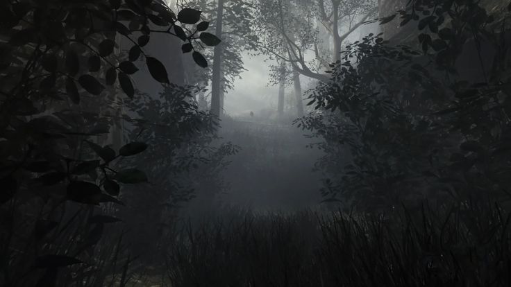 a dark forest filled with lots of trees and tall grass on top of a foggy day