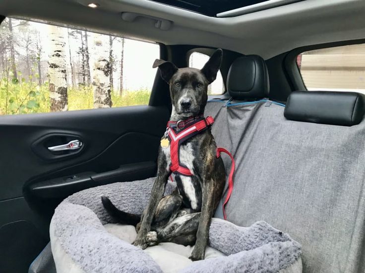 a dog sitting in the back seat of a car with a harness on it's neck