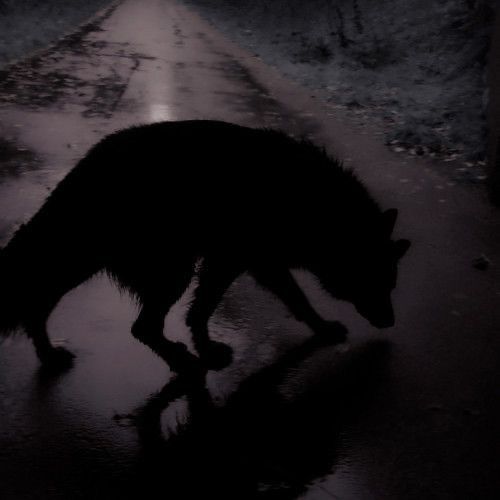 a black wolf walking across a wet road in the dark with its reflection on the ground