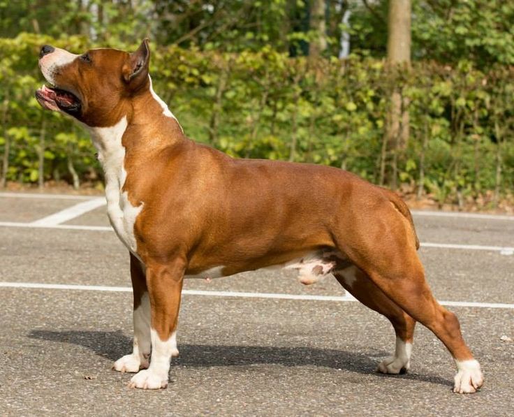 a brown and white dog standing on top of a parking lot next to green trees