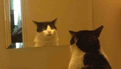 a black and white cat sitting in front of a mirror looking at its own reflection