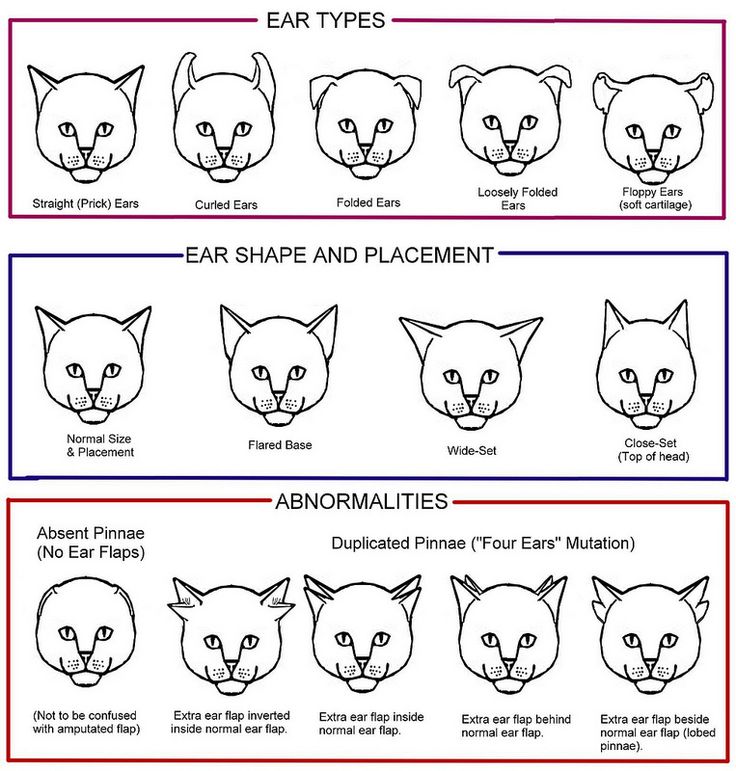 four different types of cat's faces with the same face shape and their names