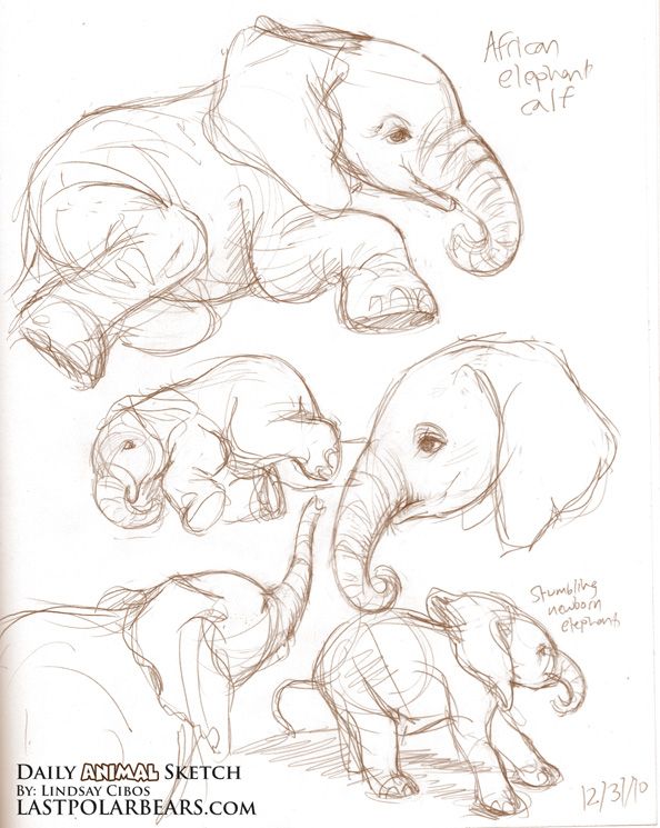 some drawings of elephants and their babies