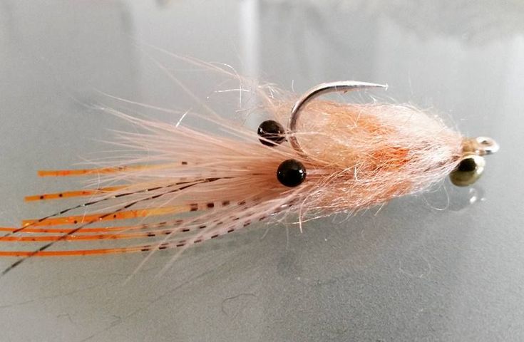 an orange and black fly sitting on top of a table