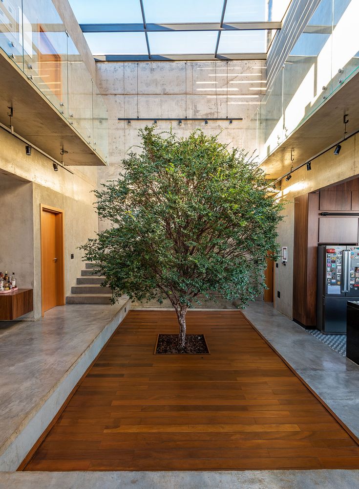 an indoor tree in the middle of a room with wooden flooring and glass walls