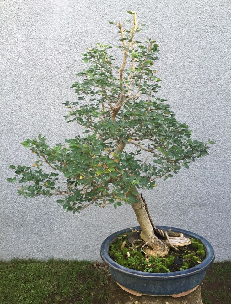 a small bonsai tree in a blue pot on the grass near a white wall