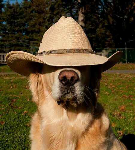 a dog wearing a cowboy hat sitting in the grass with his head tilted to the side