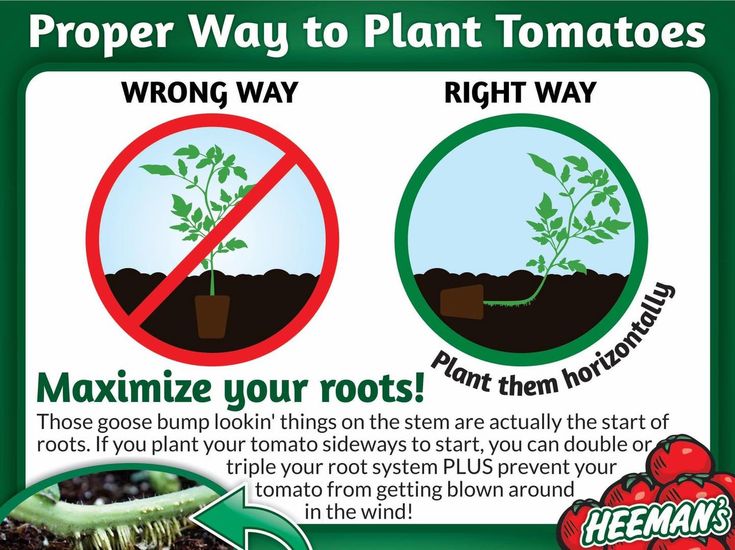 a sign that says proper way to plant tomatoes