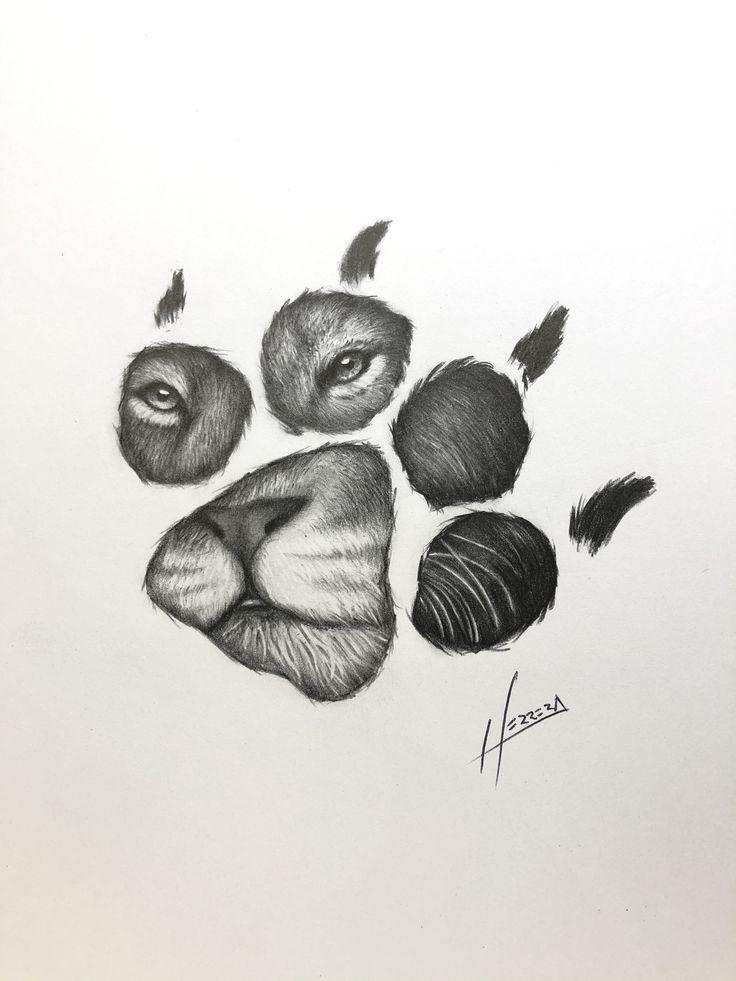 a drawing of a lion's paw with four different claws