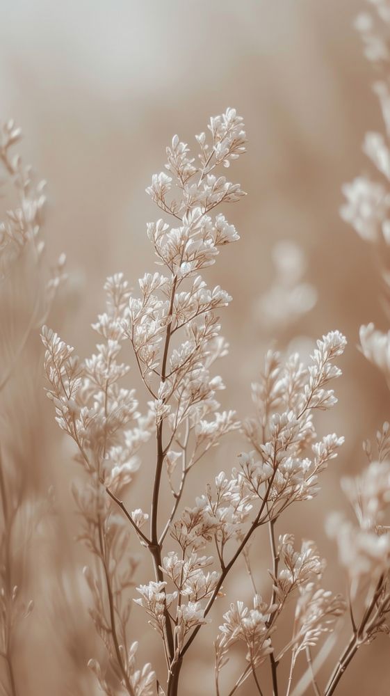 some very pretty white flowers in the middle of it's stems with blurry background