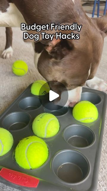 a dog playing with some tennis balls in a muffin tin on the floor,