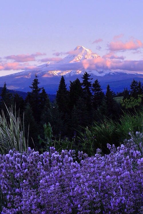 purple flowers in the foreground with a snow - capped mountain in the background