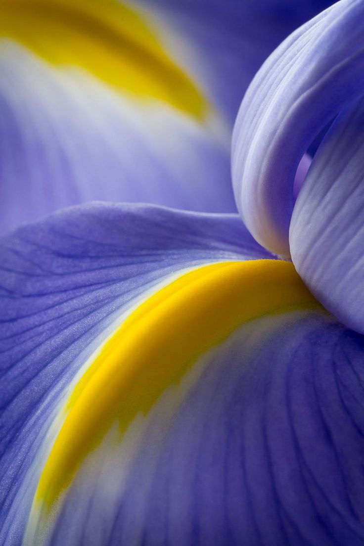 close up view of the petals of a blue and yellow iris flower, with its stamen showing