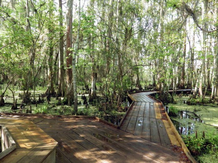 a wooden boardwalk in the middle of a swampy area with lots of trees on both sides