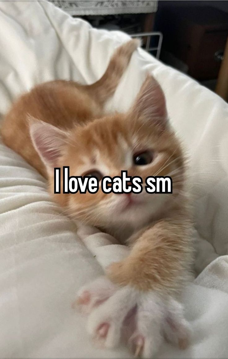 an orange cat laying on top of a bed with the caption i love cats sm