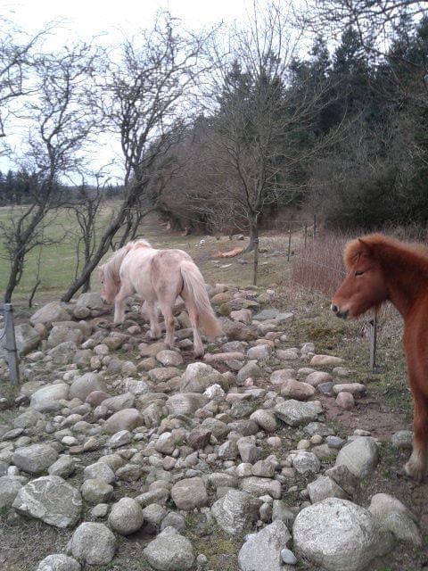 two ponies are standing in the grass near some rocks and tree'd branches