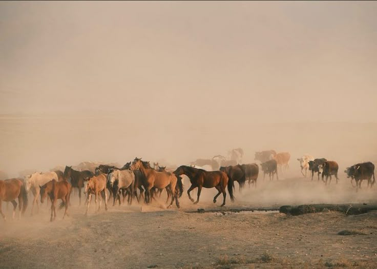 a herd of horses running across a dirt field next to a watering hole on a foggy day