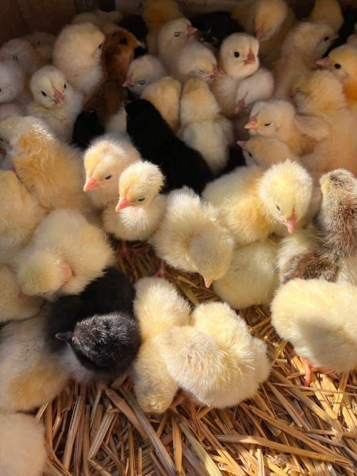 a bunch of chickens that are sitting in the hay