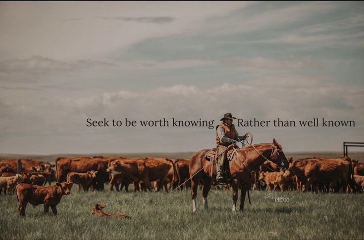 a man riding on the back of a brown horse next to a herd of cattle