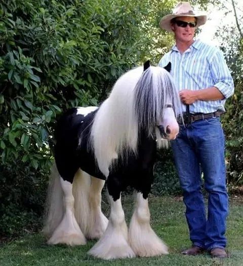 a man standing next to a black and white horse