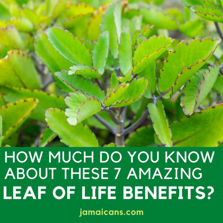 How Much do you Know About These 7 Amazing Leaf of Life Benefits? - Jamaicans.com Neem Leaf Benefits, Benefits Of Basil, Leaf Health, Herbal Leaves, Ayurvedic Plants, Medical Herbs, Plant Benefits, Colors 2023, Herbal Plants