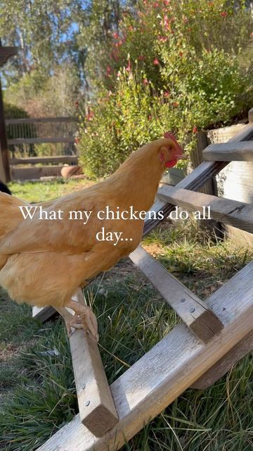 a brown chicken standing on top of a wooden structure next to grass and flowers in a yard