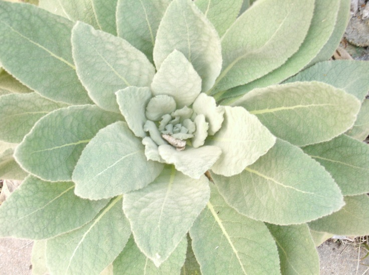 a large green plant with lots of leaves on it's head in the dirt