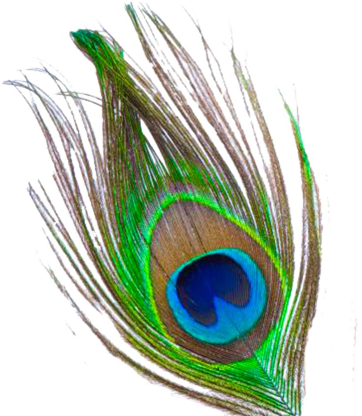 the tail of a peacock's feather is shown on a white background with blue and green feathers