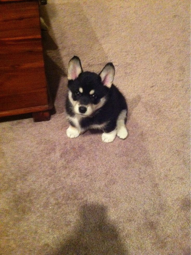 a small black and white dog sitting on the floor in front of a wooden dresser