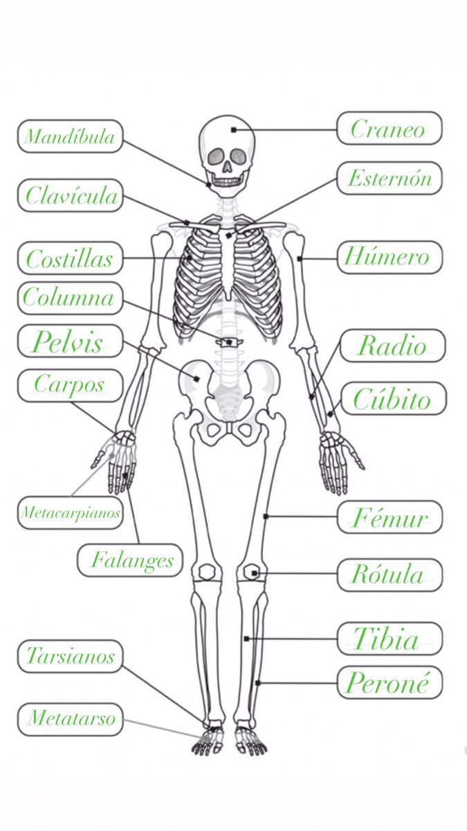 the skeletal skeleton labeled in different languages