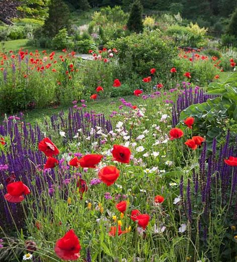 a field full of red and white flowers