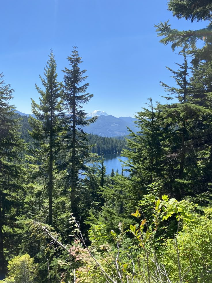 trees and water in the distance on a sunny day