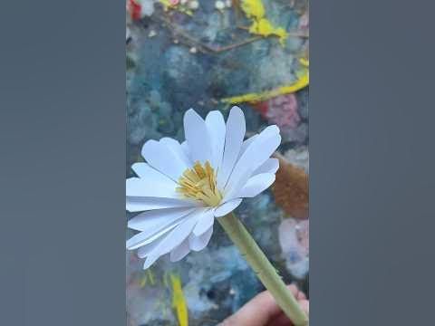 a person holding a white flower in their hand