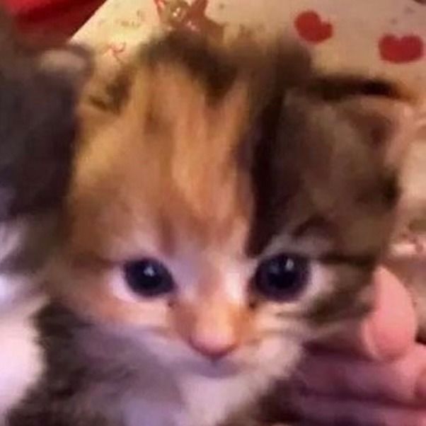 a small kitten is being held by someone's hand while they are looking at the camera