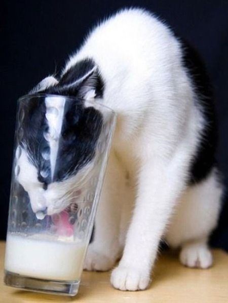 a black and white cat drinking milk from a glass with the caption you only fail if you give up trying