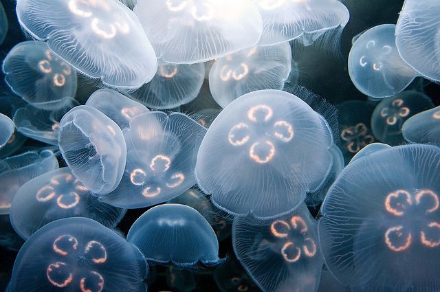 many jellyfish are swimming together in the water