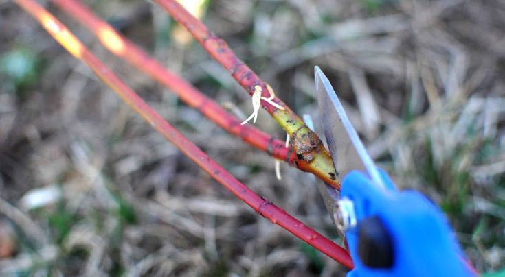 a pair of scissors cutting through the end of some red and yellow stems with blue handles