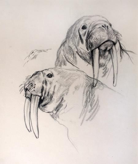 two walins with long tusks are shown in this drawing