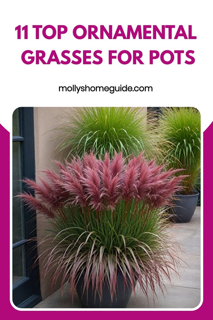 the top ornamental grasses for pots