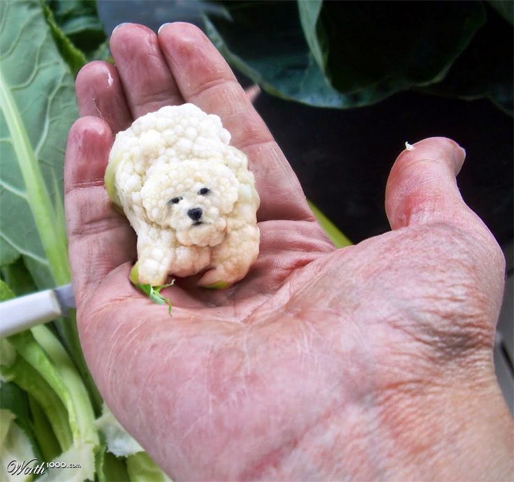 a hand holding a small toy dog in it's left palm next to some green leaves