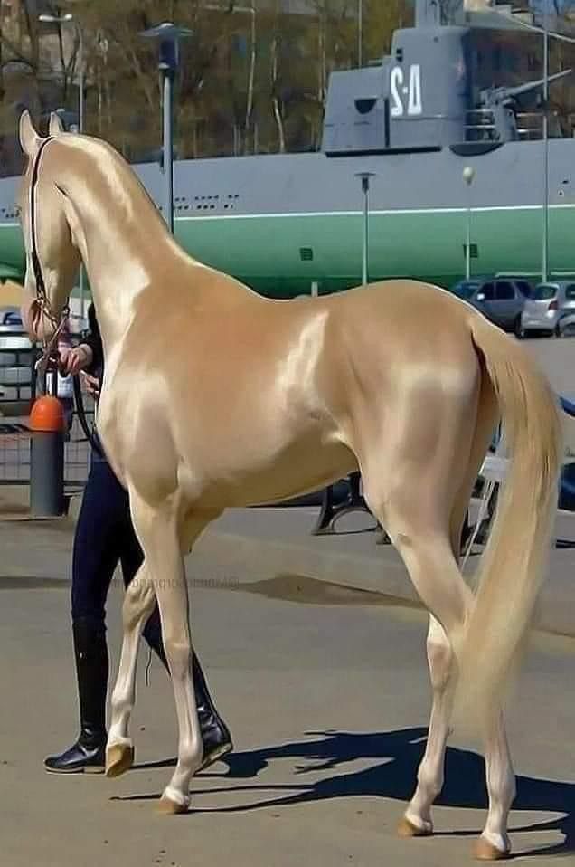 a person leading a horse on a street