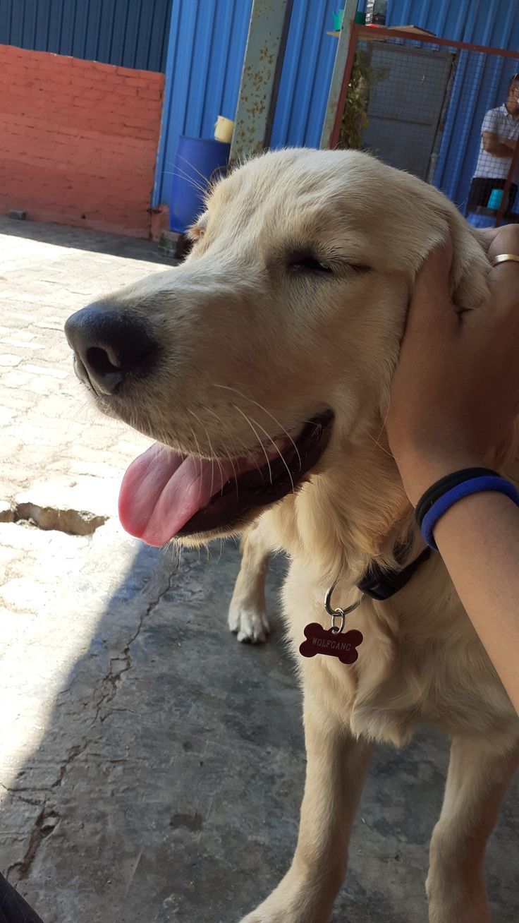 a person petting a dog on the head with its tongue out and it's eyes closed