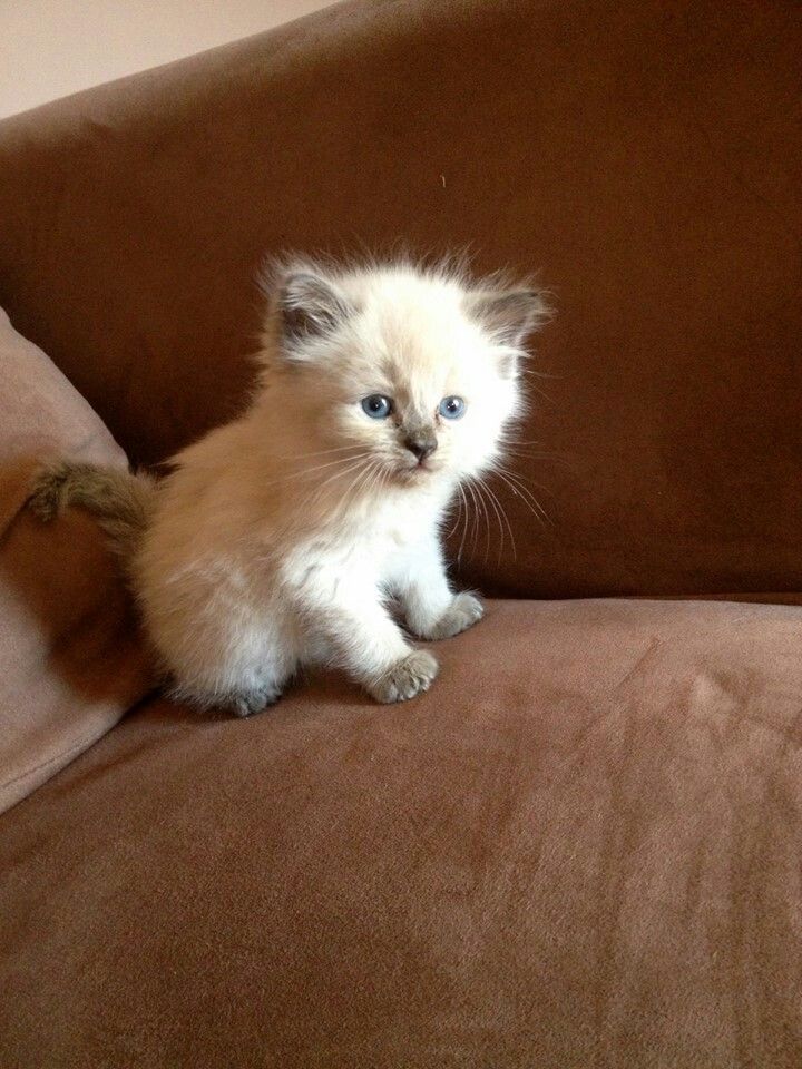 a small white kitten sitting on top of a brown couch