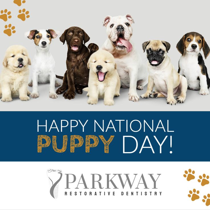 a group of dogs sitting next to each other in front of a happy national puppy day sign