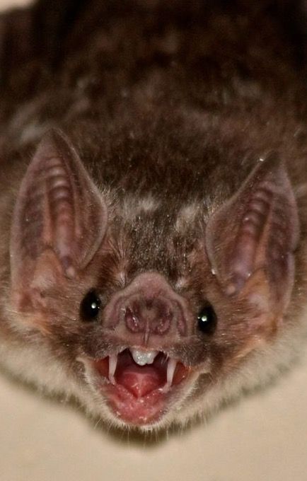 a close up of a bat with its mouth open