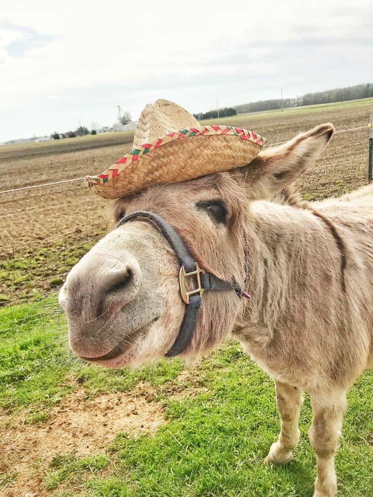 a donkey with a sombrero on its head standing in the middle of a field