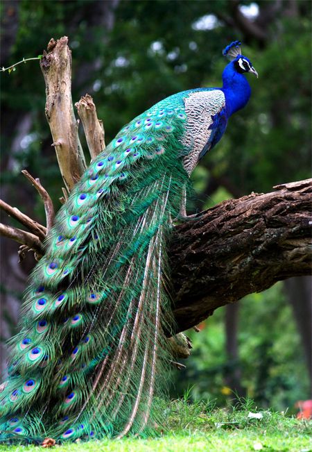 a peacock is standing on a tree branch